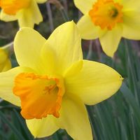 ラッパスイセン,ミニスイセン,ニホンスイセン,鉢植え,地植えの画像