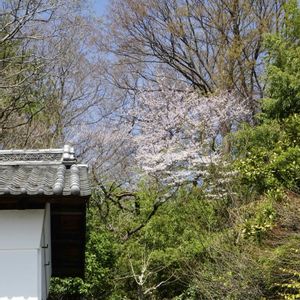 アセビ,ヒトリシズカ,ムラサキケマン,ソメイヨシノ,タチツボスミレの画像