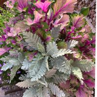 ハボタン,葉牡丹,シルバーレース,ダスティミラー,シロタエギク ダスティミラーの画像