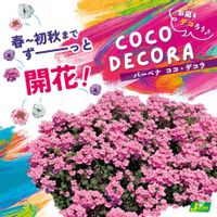 バーベナ,カネコ種苗株式会社,ココデコラの画像