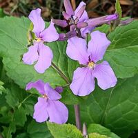 オオアラセイトウの画像