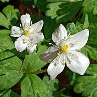 ニリンソウの画像