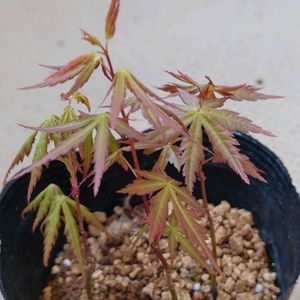 モミジ,もみじ,ヤマモミジ？,盆栽用実生苗,棚の画像