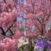 ハナニラ,ストック,マーガレット,河津桜,プリムラオブコニカの画像