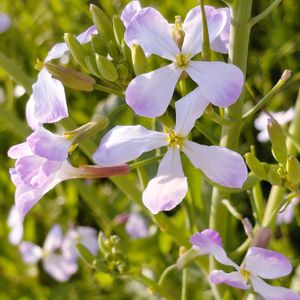 ネコ好き,お散歩,ハーブのある暮らし,ダイコンの花,ねこと緑のある暮らしの画像