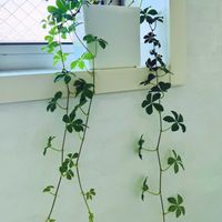 シュガーバイン,シュガーバイン,浴室,浴室緑化の画像