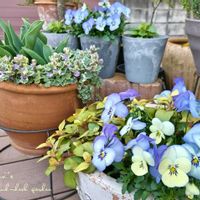 チューリップ,ビオラ,リシマキア・リッシー,グレコマ バリエガータ,寄せ植えの画像