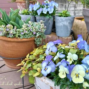 チューリップ,ビオラ,リシマキア・リッシー,グレコマ バリエガータ,寄せ植えの画像