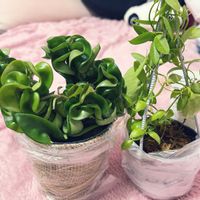 カンガルーポケット,ホヤコンパクタ,成長記録,葉っぱアート,今日の一枚の画像