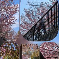 キュウリグサ,サクラ,オオキバナカタバミ,一条戻橋付近にて…,和服姿で数台ののカメラでﾊﾟｼｬ✨中でしたの画像