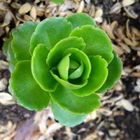 キリンソウ,キリンソウ,我が家の花壇の画像