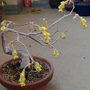 土佐水木,土佐水木,満開,棚,ベランダの画像