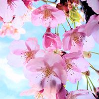 サクラ,さくら サクラ 桜,お花,今日の花,そらの画像