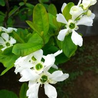 ナズナ,ペチュニア,ミツバツツジ,ヤマザクラ,リュウキュウバイの画像