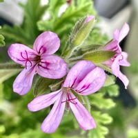 ローズゼラニウム,ローズゼラニウム開花の画像