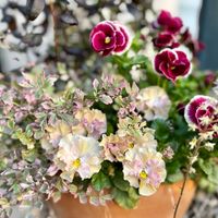 セリ,パンジー,ビオラ,オステオスペルマム,セリ ピンクバリエガータの画像