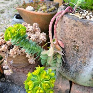 ユーフォルビア シルミニテス,多肉植物,鉢植え,多肉女子,多肉だいすきの画像