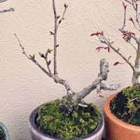 サクラ,ツツジ,フジ,マツ,マツの画像