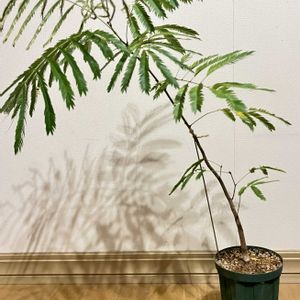 エバーフレッシュ,観葉植物,植え替え,ジャングル化計画,部屋の画像