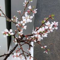 ユスラウメの画像