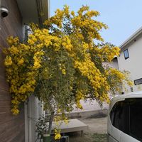 ミモザ,ミモザ,春だよイエロー祭の画像
