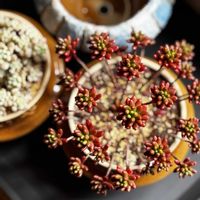 虹の玉,釜めしの器,キャビア,リメ鉢・リメ缶の画像