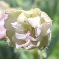 セントポーリア,観葉植物,botanical life,こまりねこ セントポーリアの画像