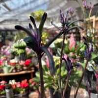 カンガルーポー,カンガルーポー,カンガルーポー,ピンクッション,利休梅の画像