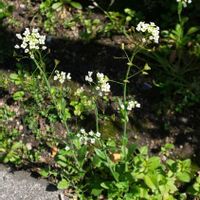 ナズナ,白い花,２０２０年５月同期,多様性を愛する会,お出かけ先の画像