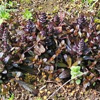 アジュガの画像