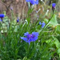 ハナニラ,オダマキ,フリージア,ヤグルマギク,オステオスぺルマムの画像