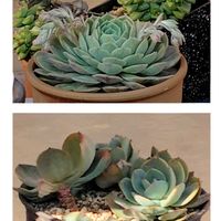 初恋,多肉植物いろいろ,多肉植物の花芽,屋外放置多肉,多肉植物の画像