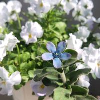 ブルースター,オキシペタラム,オキシペタラム,パンジー シエルブリエ,パンジー シエルブリエの画像