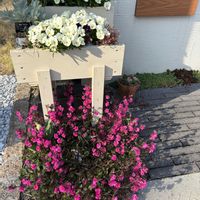 アネモネ,シレネ,チューリップ,パンジー,多肉植物いろいろの画像