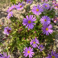ブラキカム,かわいいな♡,紫色の花の画像