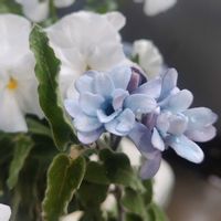 ブルースター,オキシペタラム,オキシペタラム,鉢植え,ベランダの画像