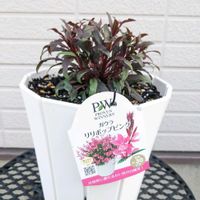 ガウラ,ガウラ リリポップピンク,#PR,#PWアンバサダーの画像