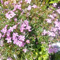 ボロニアの画像