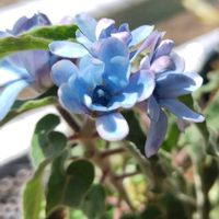 ブルースター,オキシペタラム,オキシペタラム,鉢植え,ベランダの画像