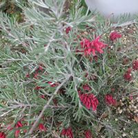 グレビレアの画像