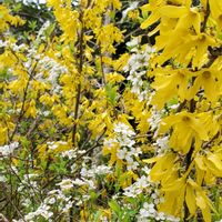 マンデビラ,ムラサキケマン,ユキヤナギ,レンギョウの画像