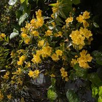 カロライナジャスミンの画像