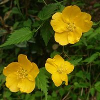 ヤマブキの画像