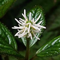 ヒトリシズカの画像