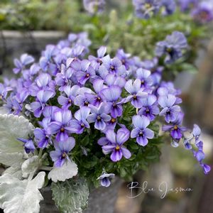 パンジー・ビオラ,神戸べっぴんさんビオラ,神戸べっぴんさんビオラ ブルージャスミン,ブルージャスミン,ナチュラルガーデンの画像