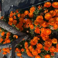 キンセンカの画像