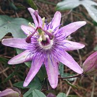 トケイソウの画像