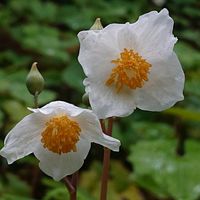 シラユキゲシの画像