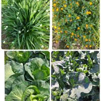 ブロッコリー,キャベツ,スノーフレーク(スズランスイセン),冬しらず(カレンデュラ),癒しのひと時の画像