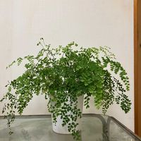 アジアンタム,アジアンタム　フラグランス,アジアンタム　フラグランス,アジアンタムフラグランス,観葉植物の画像